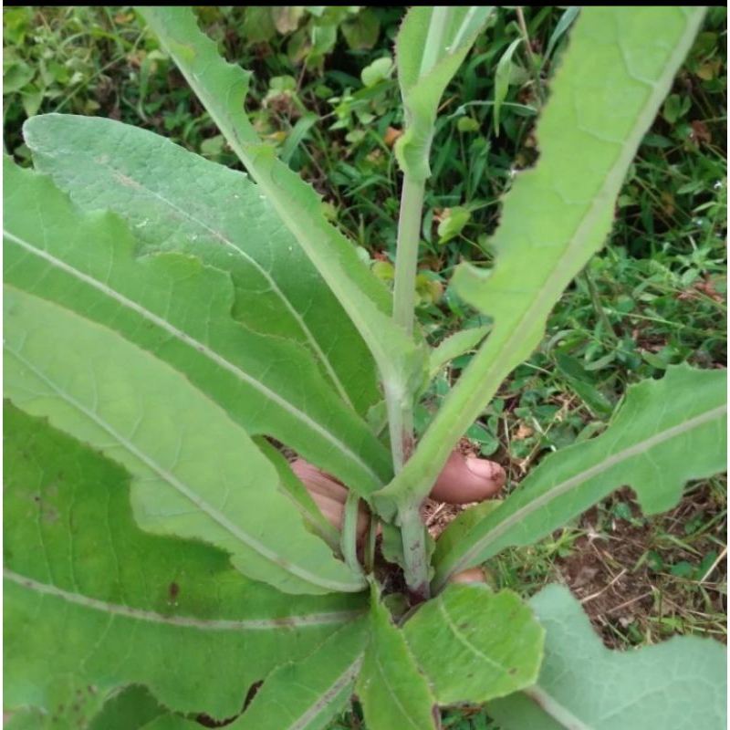 

Ready Daun Tempuyung Segar 500g