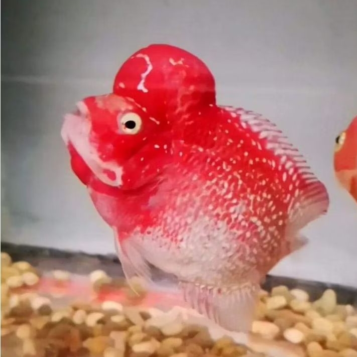 Hiasan Aquarium Golden Base Kamfa Merah 4cmLouhan Berkualitas Merah Calon Jenong Louhan