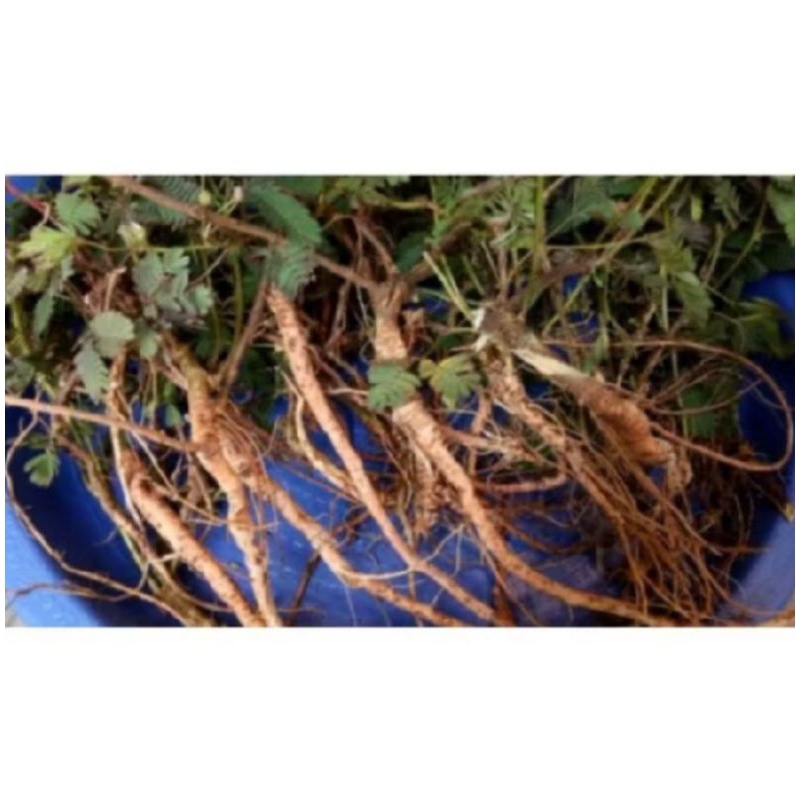 

Akar putri Malu 500 gram segar