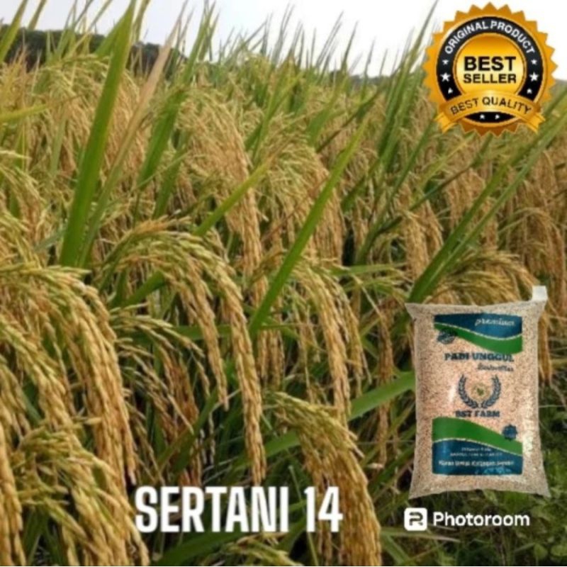 BENIH PADI UNGGUL SERTANI 14 ORIGINAL 10KG