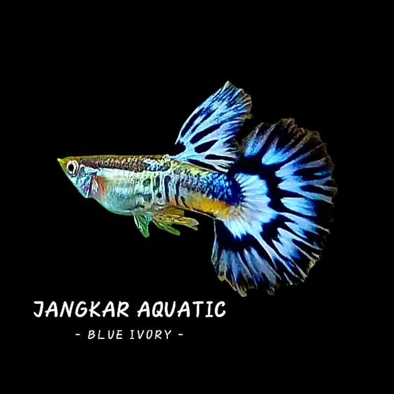 Obat ikan guppy - Blue Ivory