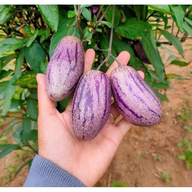 

Bibit Buah Pepino