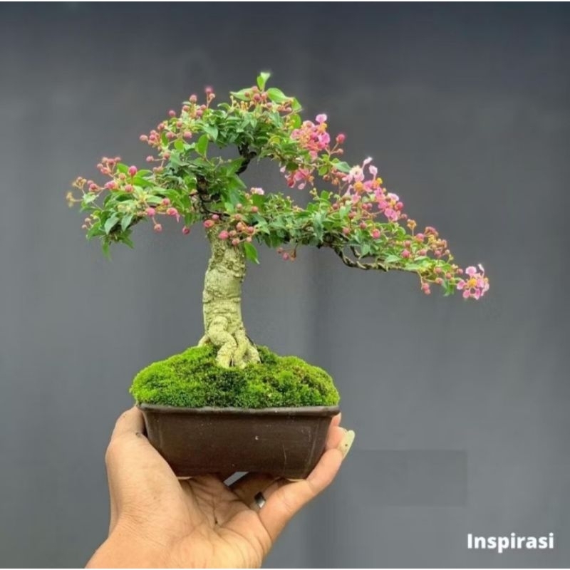 Bahan bonsai sakura mikro