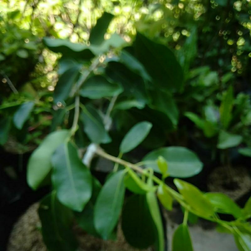 Tanaman Juwet Duwet Jamblang