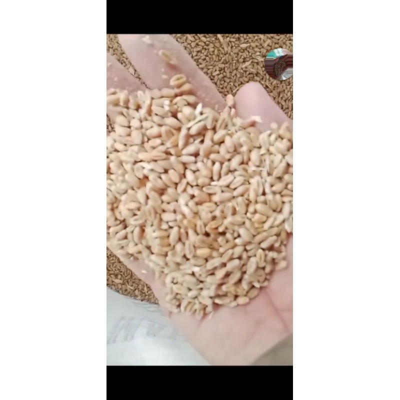 biji gandum pakan ternak minim 1 ton