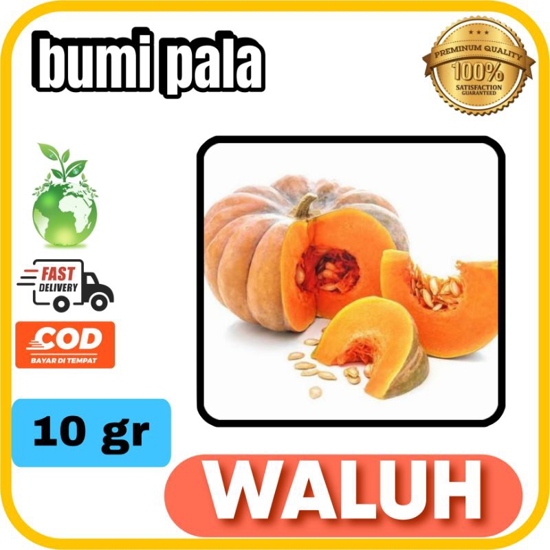 

Benih bibit waluh / labu kuning unggul 10 gram [ premium ] TAHAN VIRUS