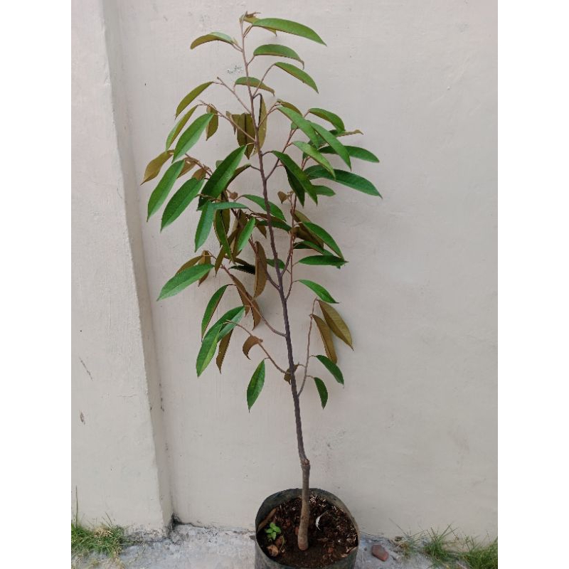 bibit durian musangking tinggi 1 meter