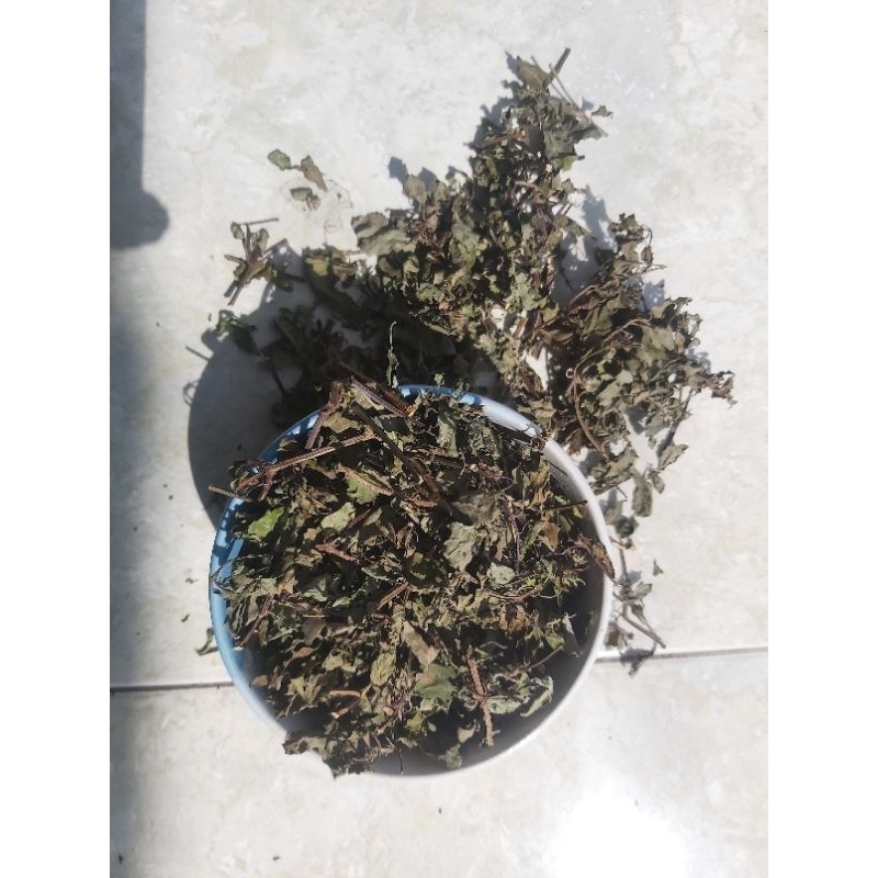 

obat herbal kumis kucing kering