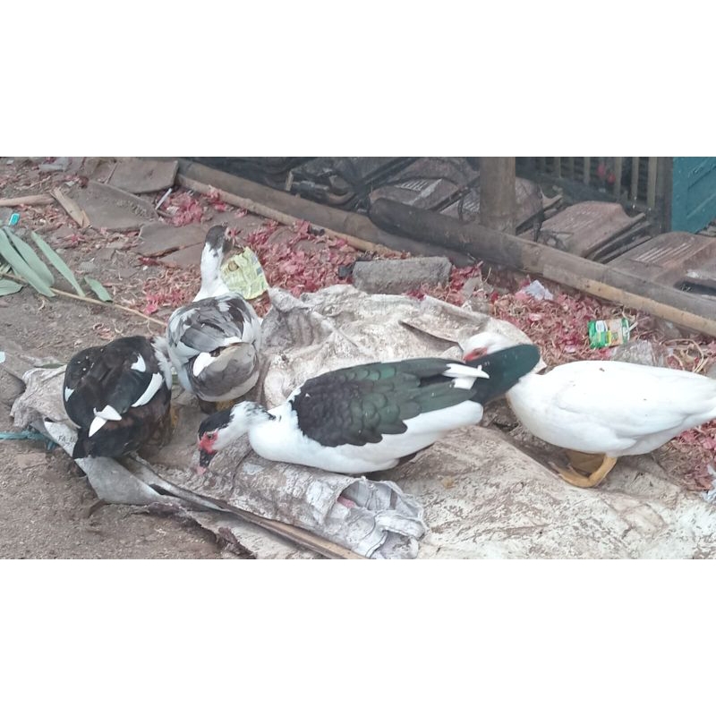 daging entok mentok bebek itik fresh segar bukan beku 1,4kg berat hidup