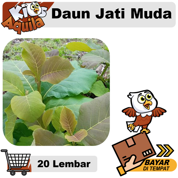 

Daun Jati Muda 20 Lembar Pucuk Pewarna Alami Ecoprint Mug Kain