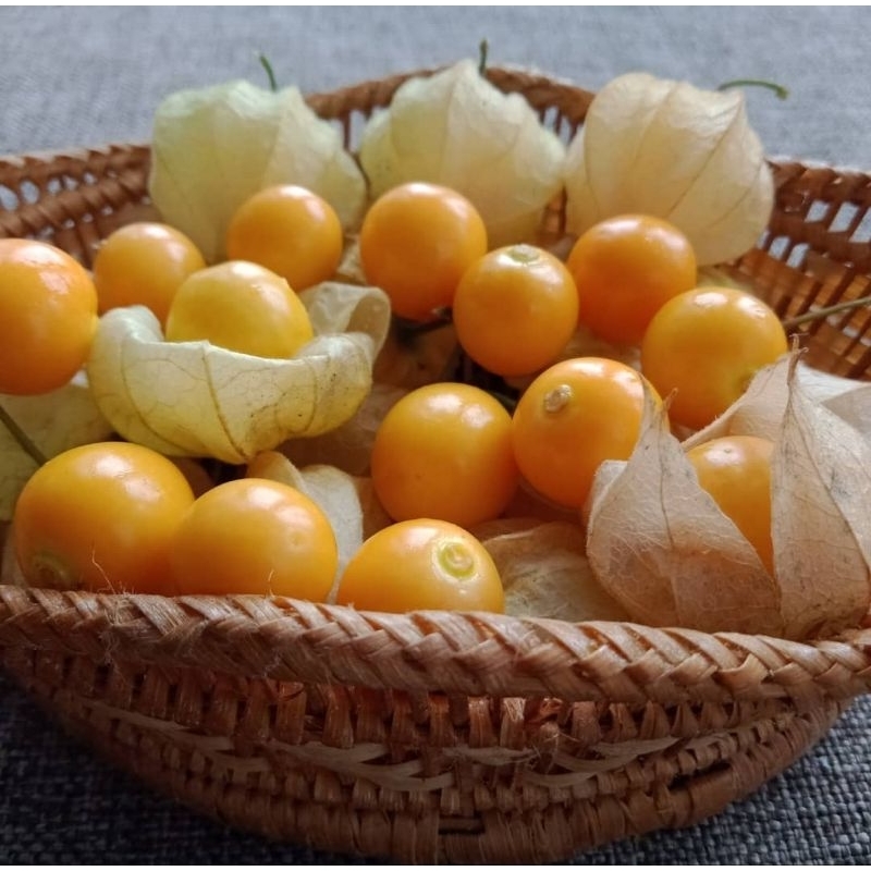 BENIH CIPLUKAN JUMBO KUNING kemasan asli pabrik isi banyak
