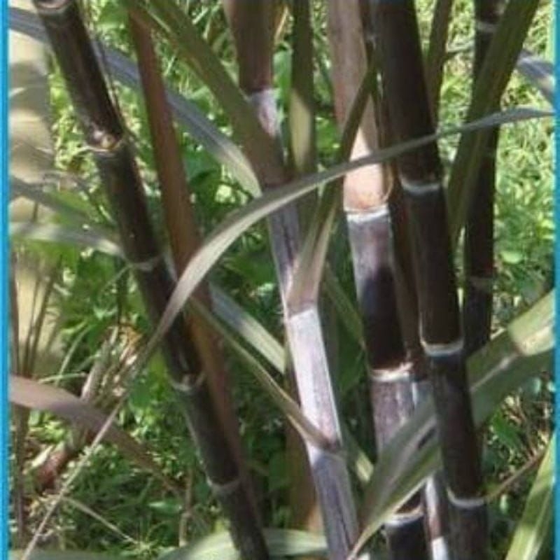 tebu wulung/tebu hitam/bibit tebu wulung paket 1kg original segar langsung di petik