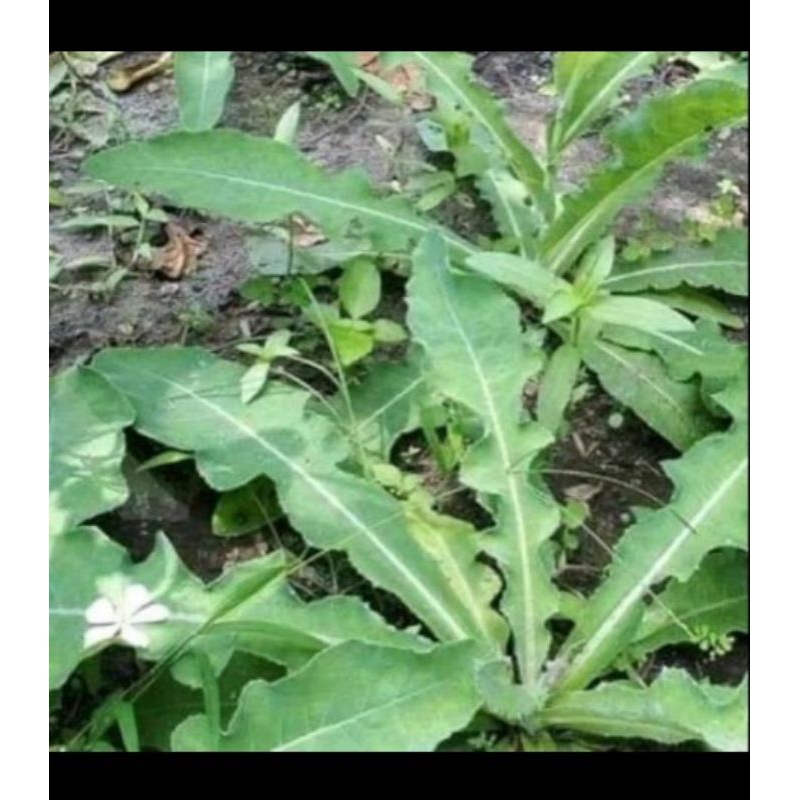 

Daun Tempuyung Segar 500gram