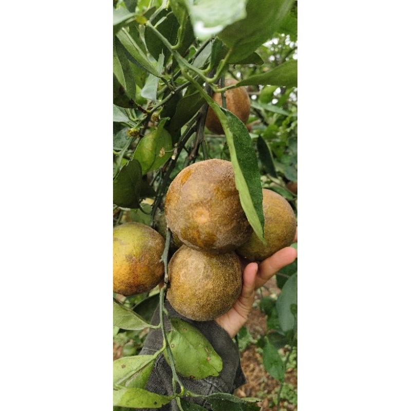 

BABY JAVA SUPER MANIS 1KG ORGANIK