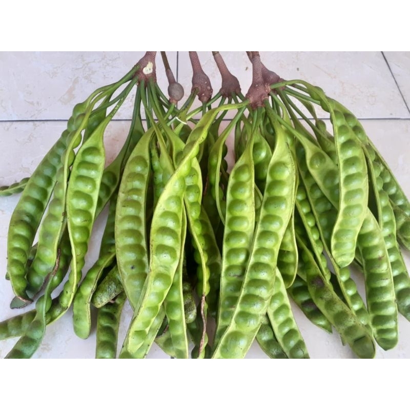 

petai fresh pete asli gunungkidul perpapan