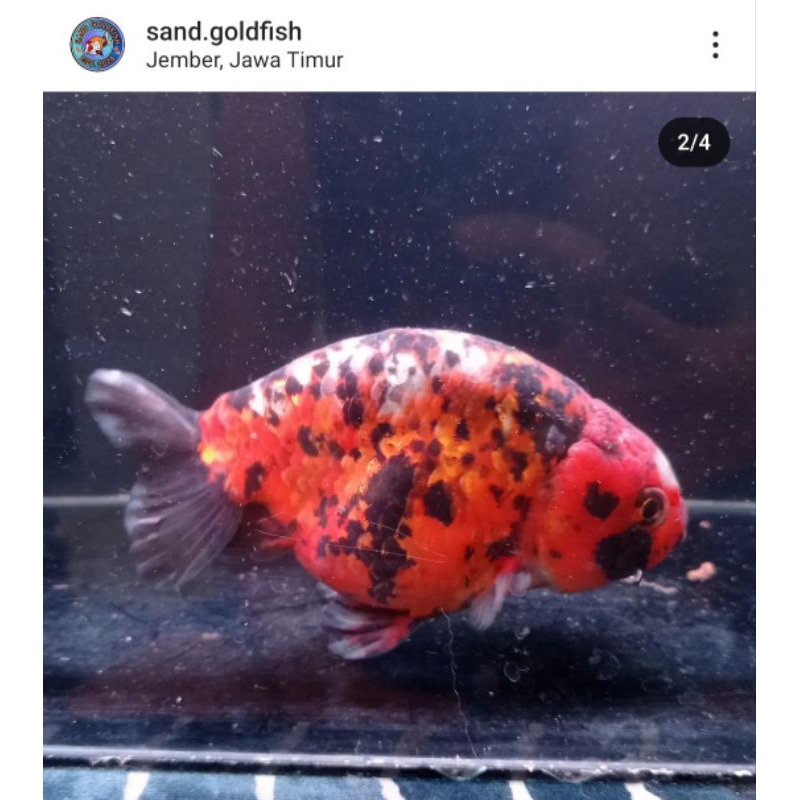 Koleksi Ikan Mas Koki Goldfish Ranchu Tiger 15 cm
