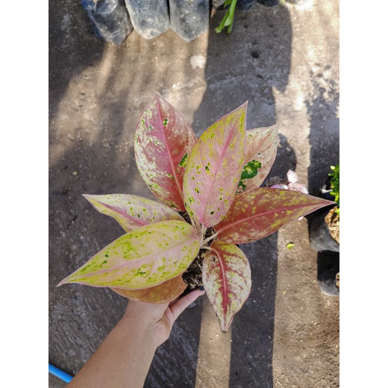 Aglonema bigroy merah merona