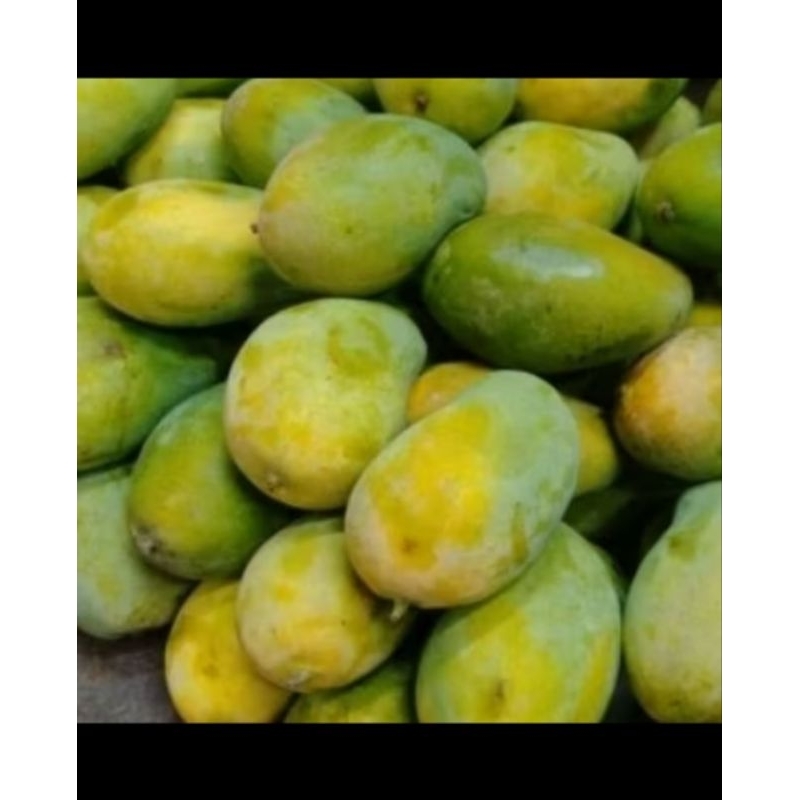 

Mangga Harum Manis matang pohon 1kg