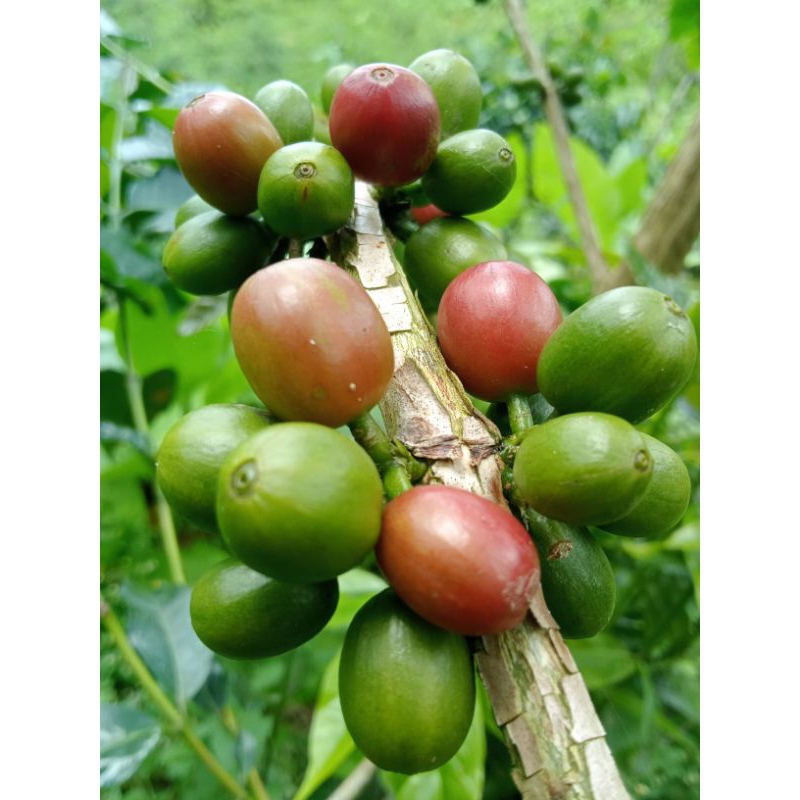 

biji kopi hijau 2kg