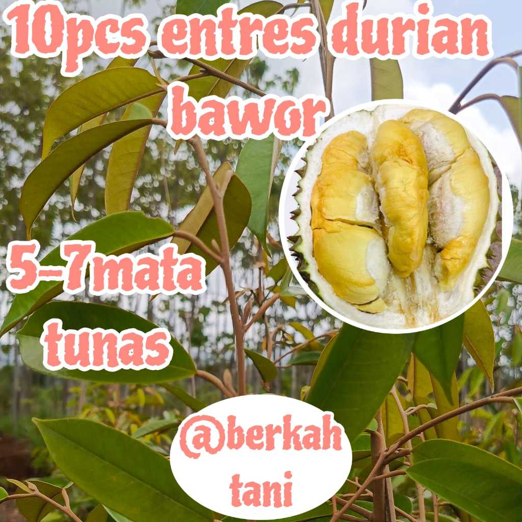 ENTRES PUCUKAN DURIAN BAWOR DARI POHON SUDAH BERBUAH (10 PCS)