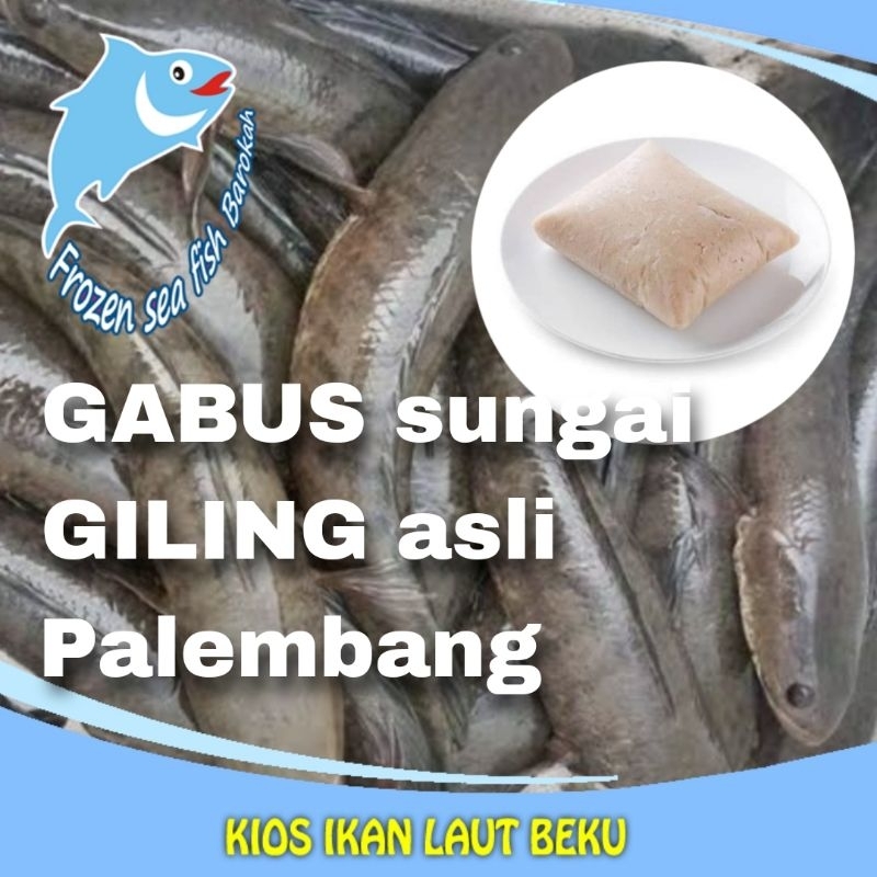 

Gabus sungai GILING Asli di datang kan dari Palembang
