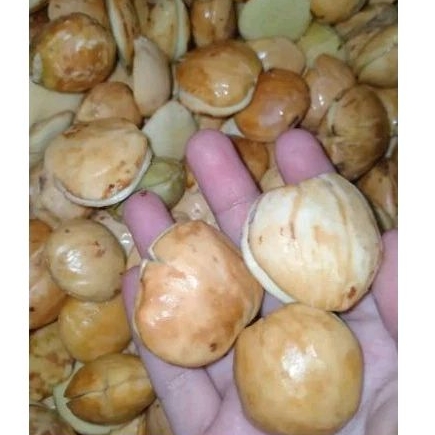 

jengkol kupas 1 kg