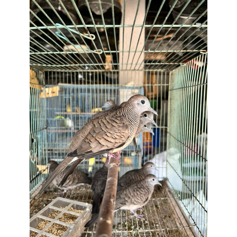 PERKUTUT BANGKOK