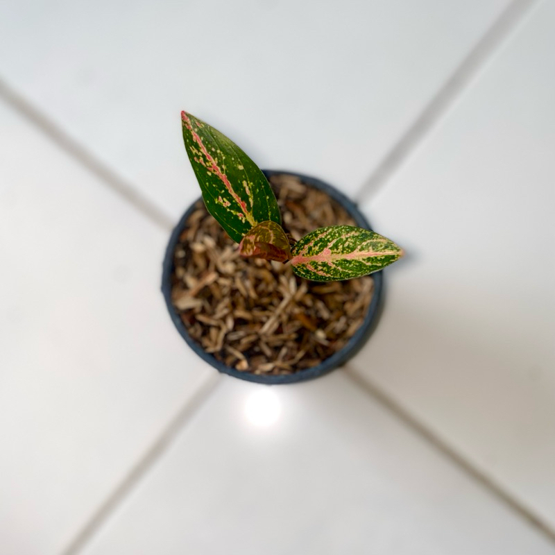 Aglaonema Kendedes