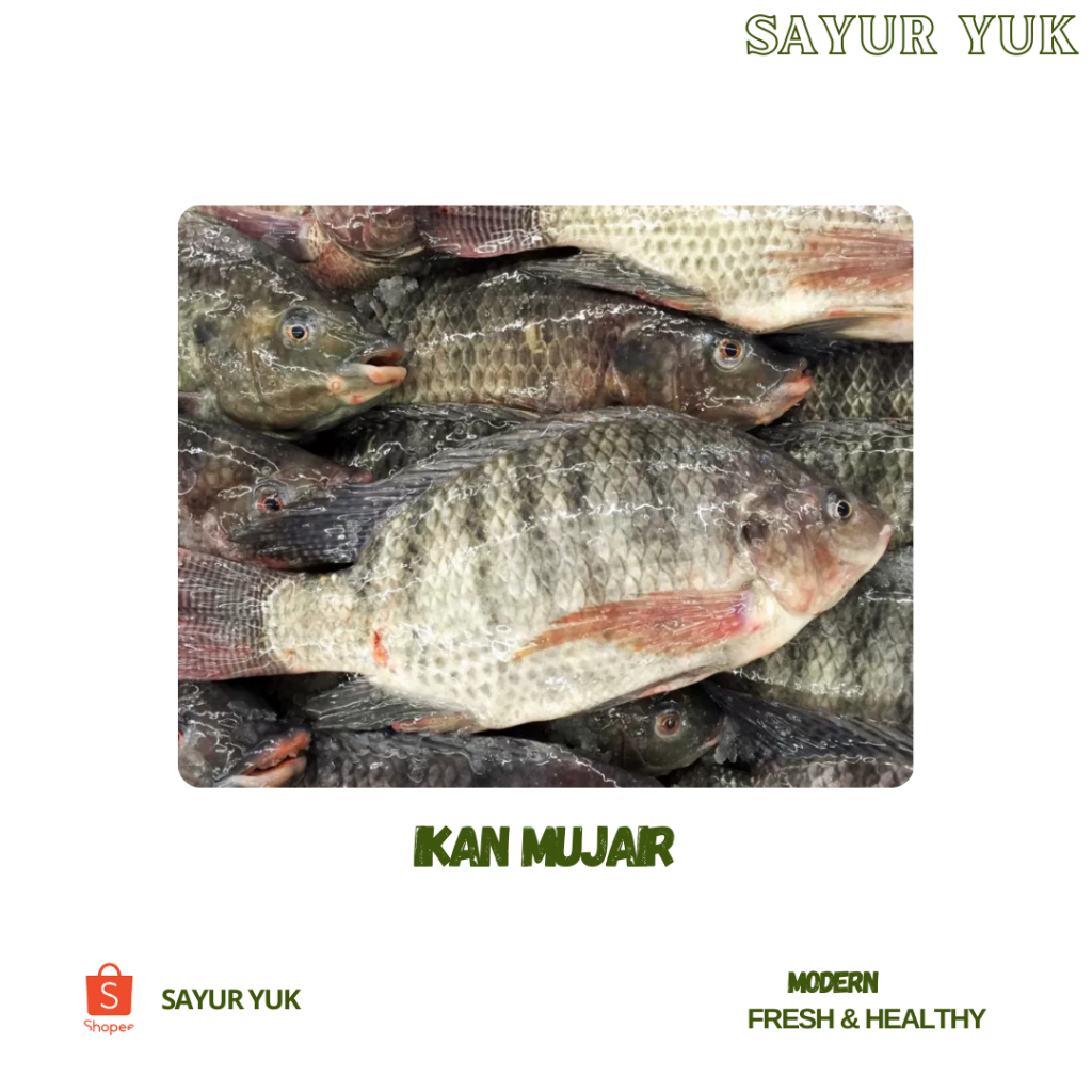 

Ikan Mujair Segar [500 gr]