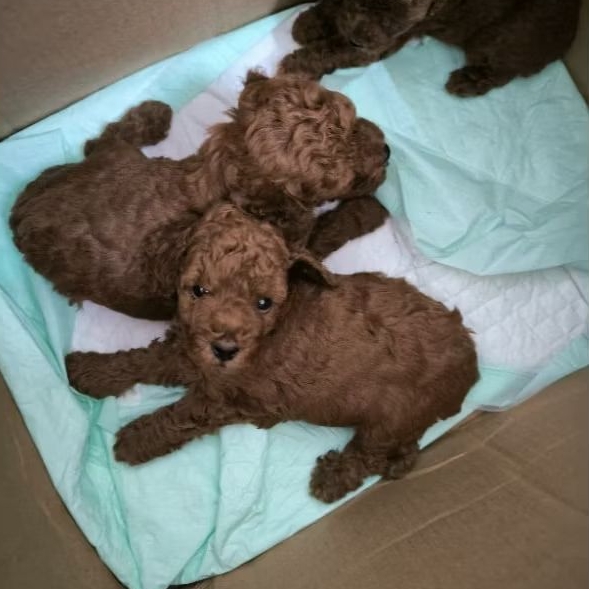 Anakan Anjing Red Toy Poodle