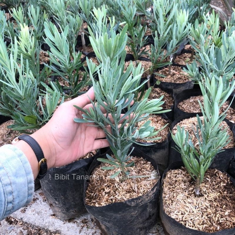 Tanaman Hias Lohansung Blue Ice / Podocarpus blue ice - Bahan Bonsai