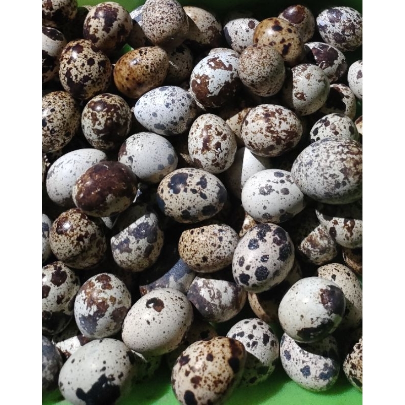 

Telur puyuh