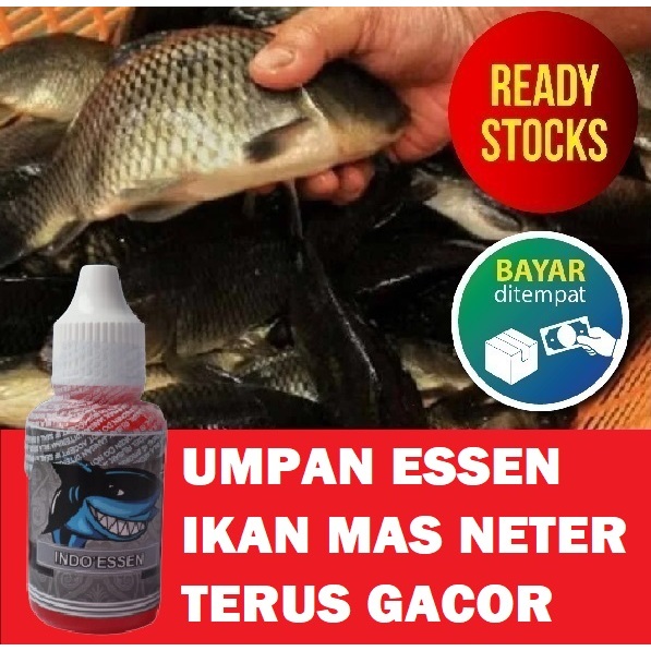 UMPAN ESSEN IKAN MAS NETER TERUS PALING GACOR