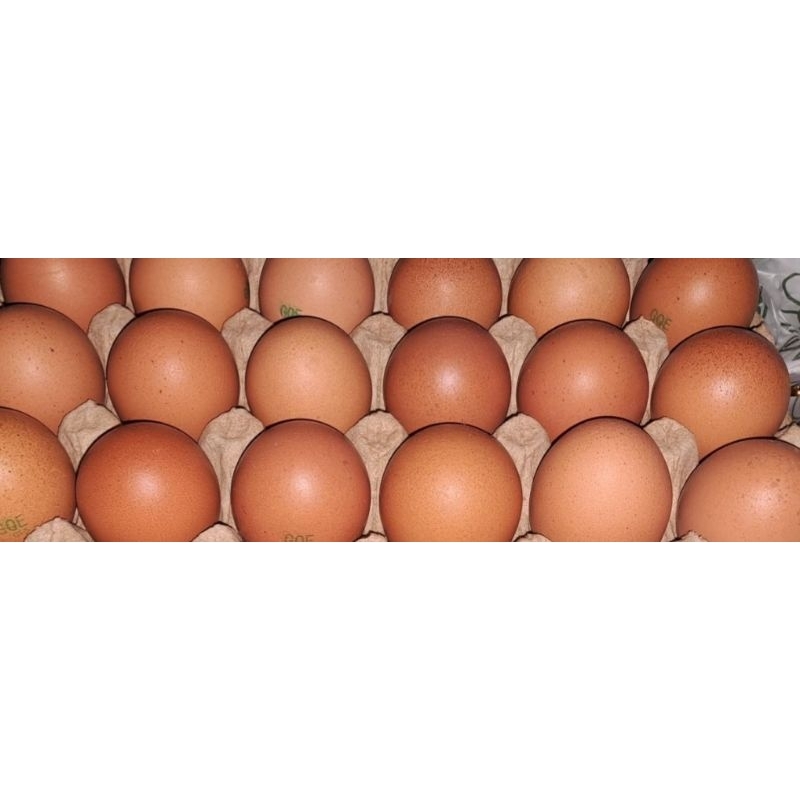 

Telur omega 3