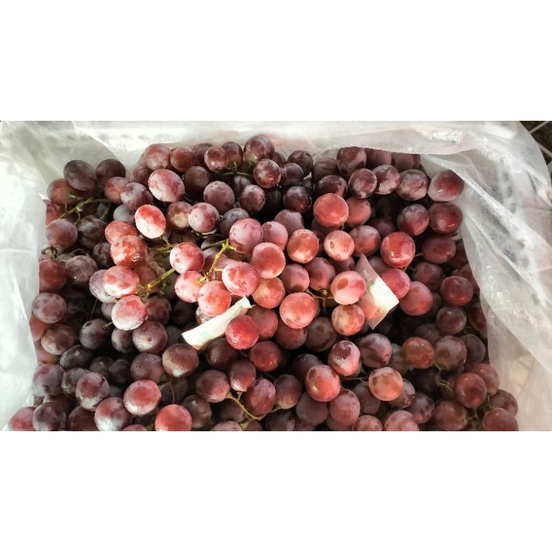 

BUAH ANGGUR MERAH MANIS