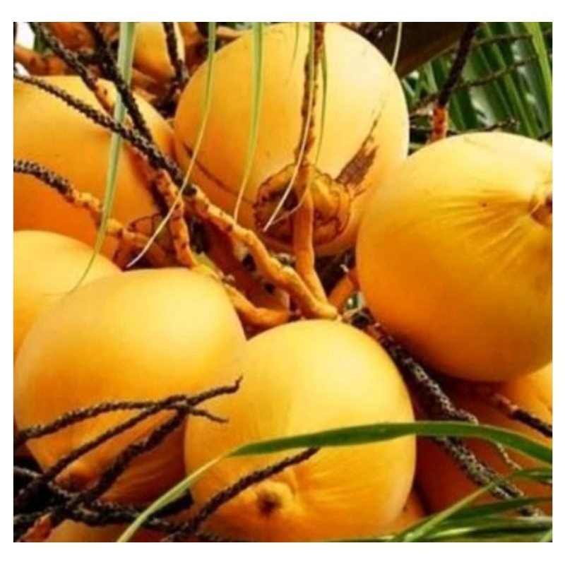 

buak kelapa gading muda1 butir