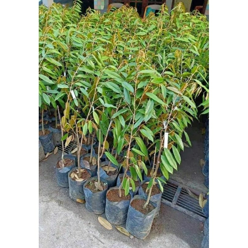 bibit durian bawor besar tinggi 1 meter