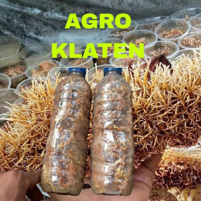 Jamur Jakaba Biang Spora Jakaba  Organik Abah Junaidi