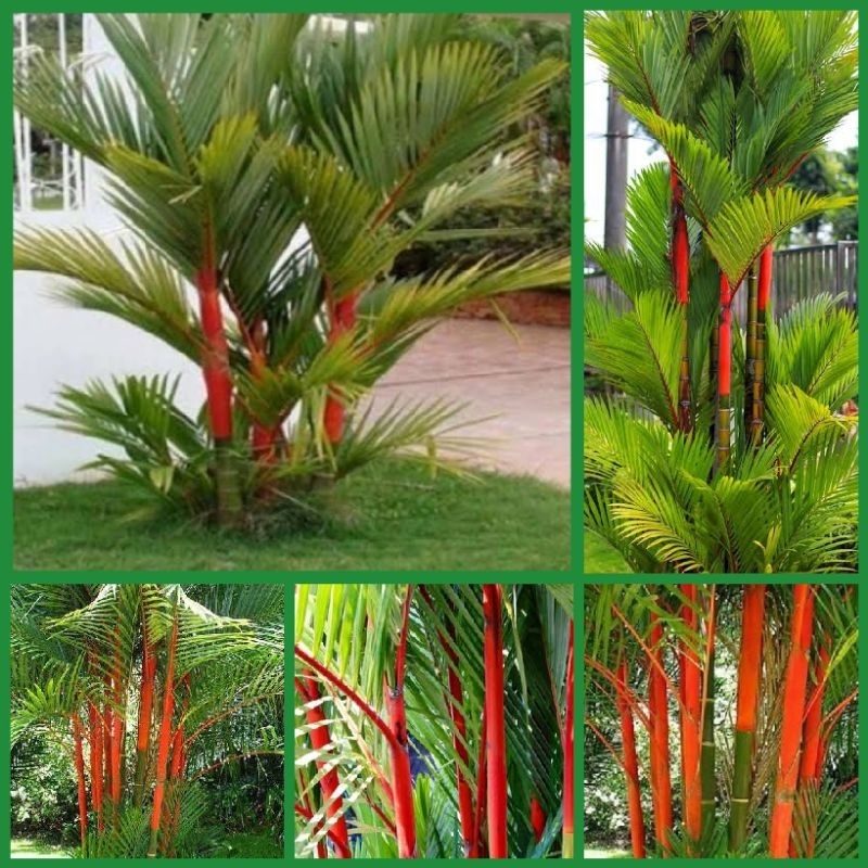 BIJI | BENIH PALEM MERAH | PALEM LIPSTICK