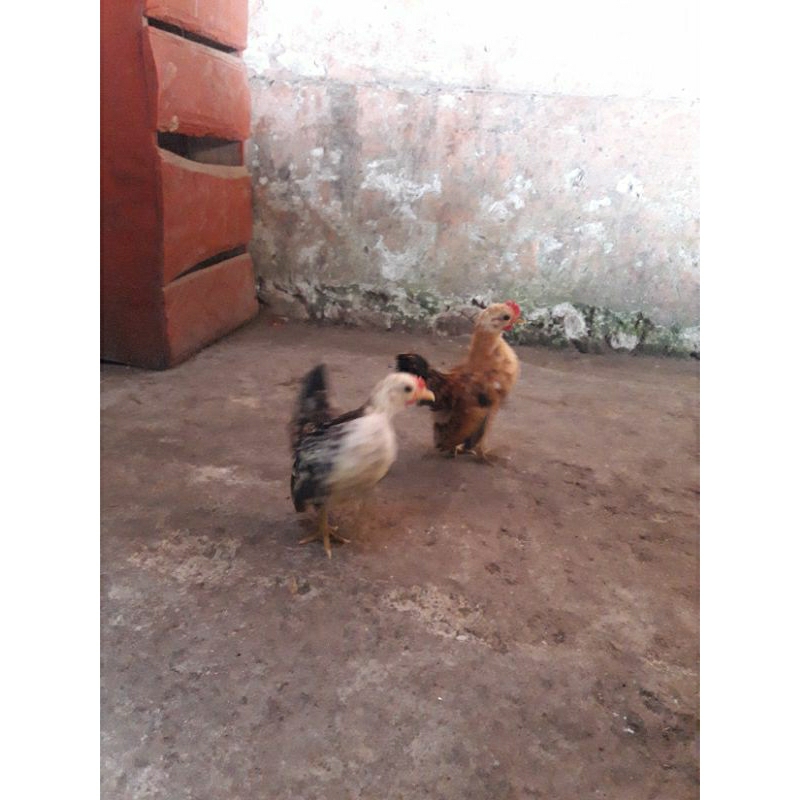 ayam kate serama jantan