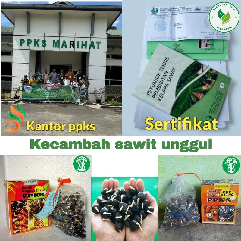 kecambah sawit PPKS 540 unggul bersertifikat