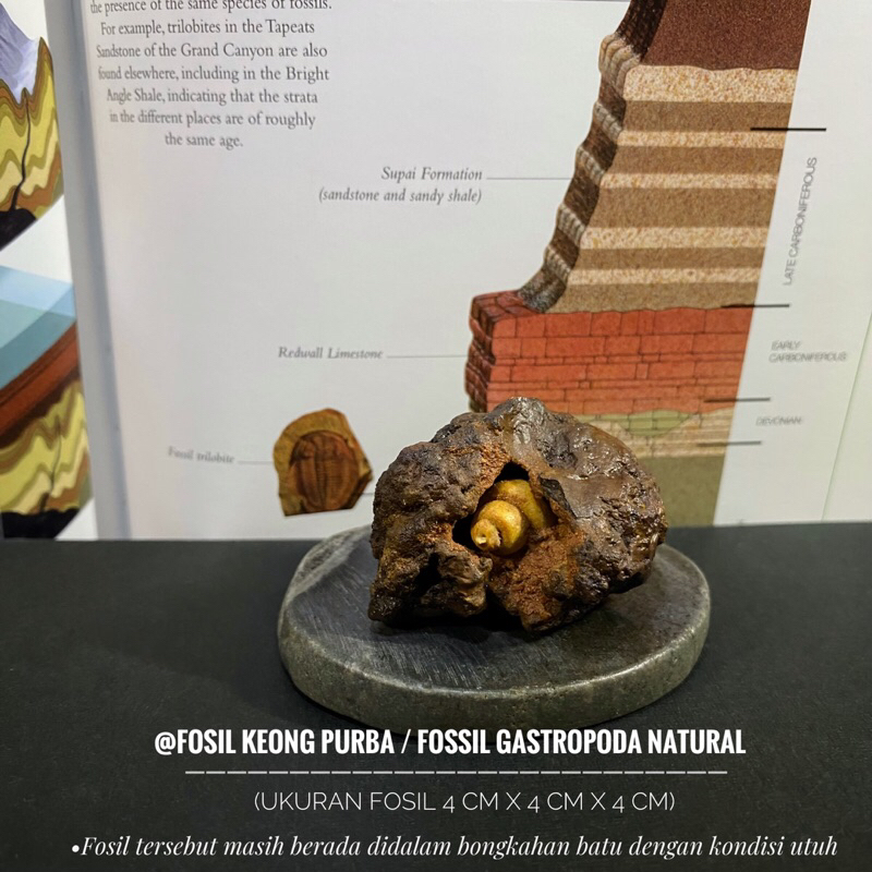 Bongkahan Fosil Keong Merah B51 atau Fosil Kol Buntet Natural atau Fossil Gastropoda atau Fosil Temu