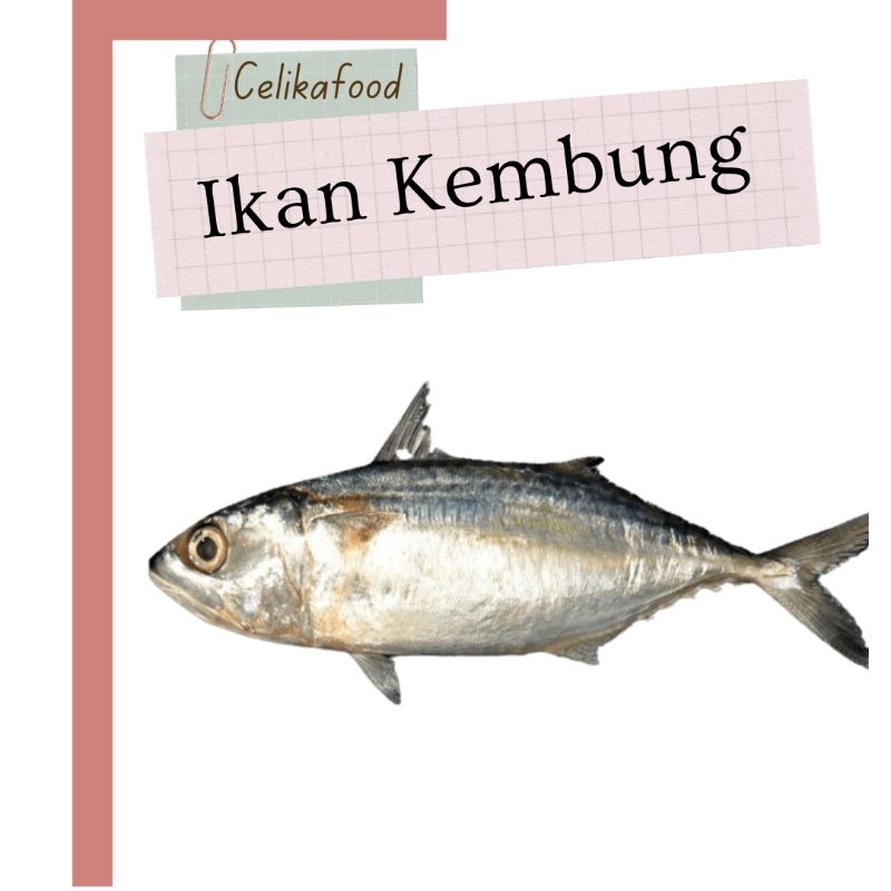 

Ikan Kembung 500 gr Fresh Laut Masakan Protein