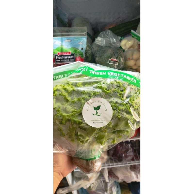 

Selada Hidroponik - sangkek.sayur PALEMBANG