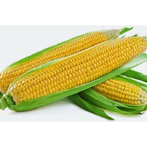 

Bumbu Tabur Rasa Jagung Manis Spesial 1kg, Jual Bubuk Tabur Special Sweet Corn Powder Murah Enak