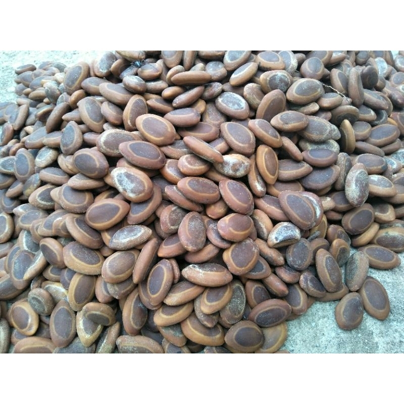 

biji sengon buto kualitas super harga murah