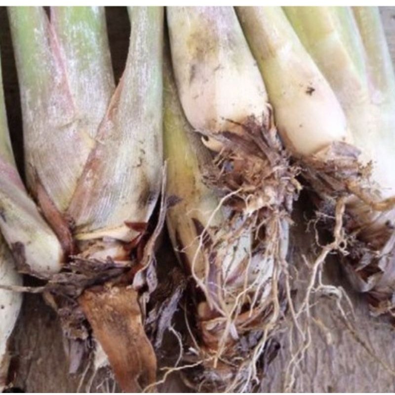 

bibit sereh gajah serai segar per 1kg