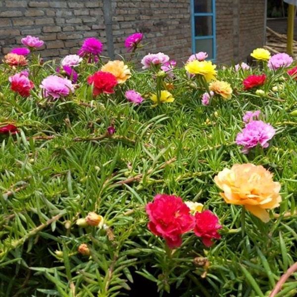 Hargo PROMO Paketan 3 Bunga Krokot