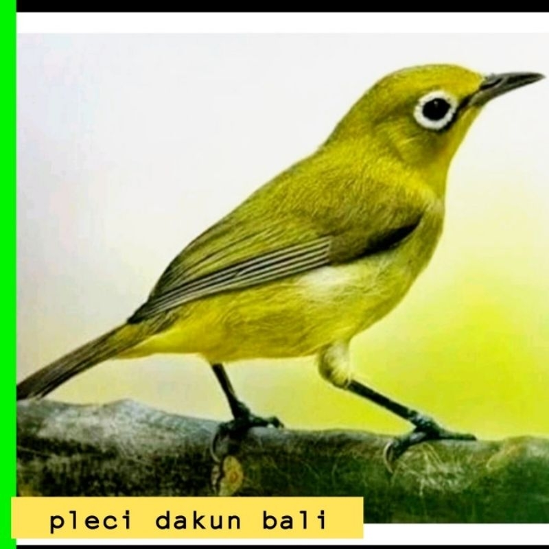 PLECI DAKUN BALI ISTIMEWA JANTAN VOER