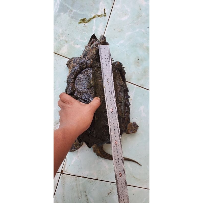 mainan kura kura AST jumbo Alligator snapping turtle